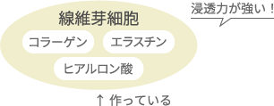 浸透力の強い線維芽細胞がコラーゲン、エラスチン、ヒアルロン酸を作っている