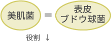 美肌菌＝表皮ブドウ球菌