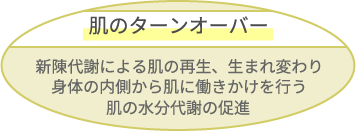 肌のターンオーバーを促進、新陳代謝を上げ肌の再生を体の内側から働きかけ、水分代謝も促進