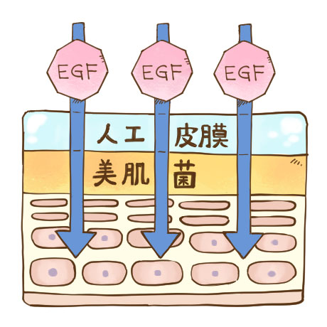 人工皮膜で肌を守りつつ、美肌菌を蓄える　イメージ