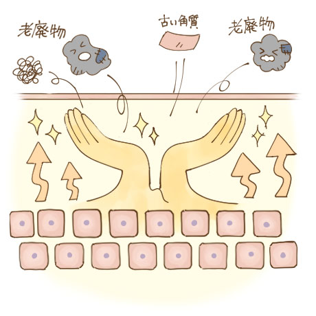 肌の基礎代謝を底上げ