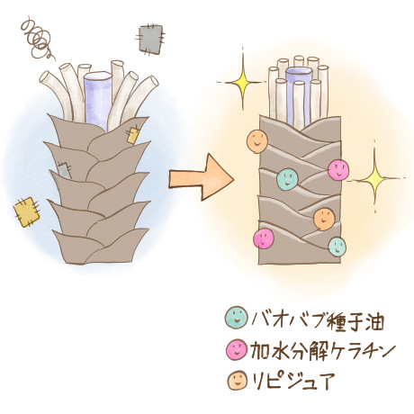 バオバブ種子油、加水分解ケラチン、リピジュア配合成分で髪を補修　イメージ