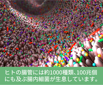 人の腸管には約1000種類、100兆個にも及ぶ腸内細菌が生息しています