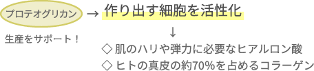 プロテオグリカンが細胞を活性化させ、ヒアルロン酸やコラーゲンの生産をサポート！